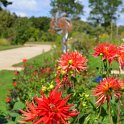 Dahlia x 'Lucifer'